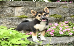 Shiba Inu dogs for sale: Uracutie - Image 3