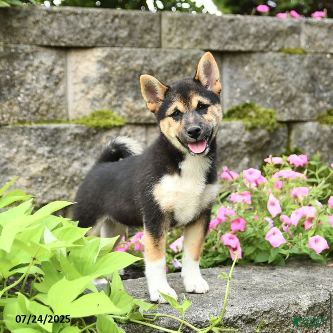 Shiba Inu dogs for sale: Uracutie - Image 3