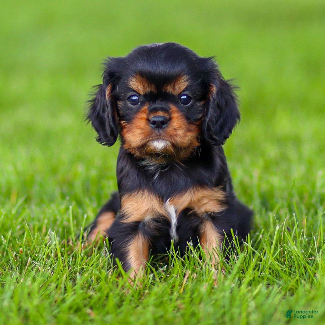 Cavalier King Charles Spaniel dogs for sale: Rocky - Image 17