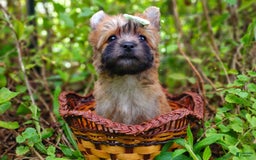 Morkie dogs for sale: Rare Gold Sable Firefly - Image 21