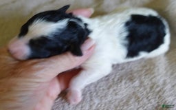 Toy Poodle dogs for sale: Zara Parti Girl - Image 19