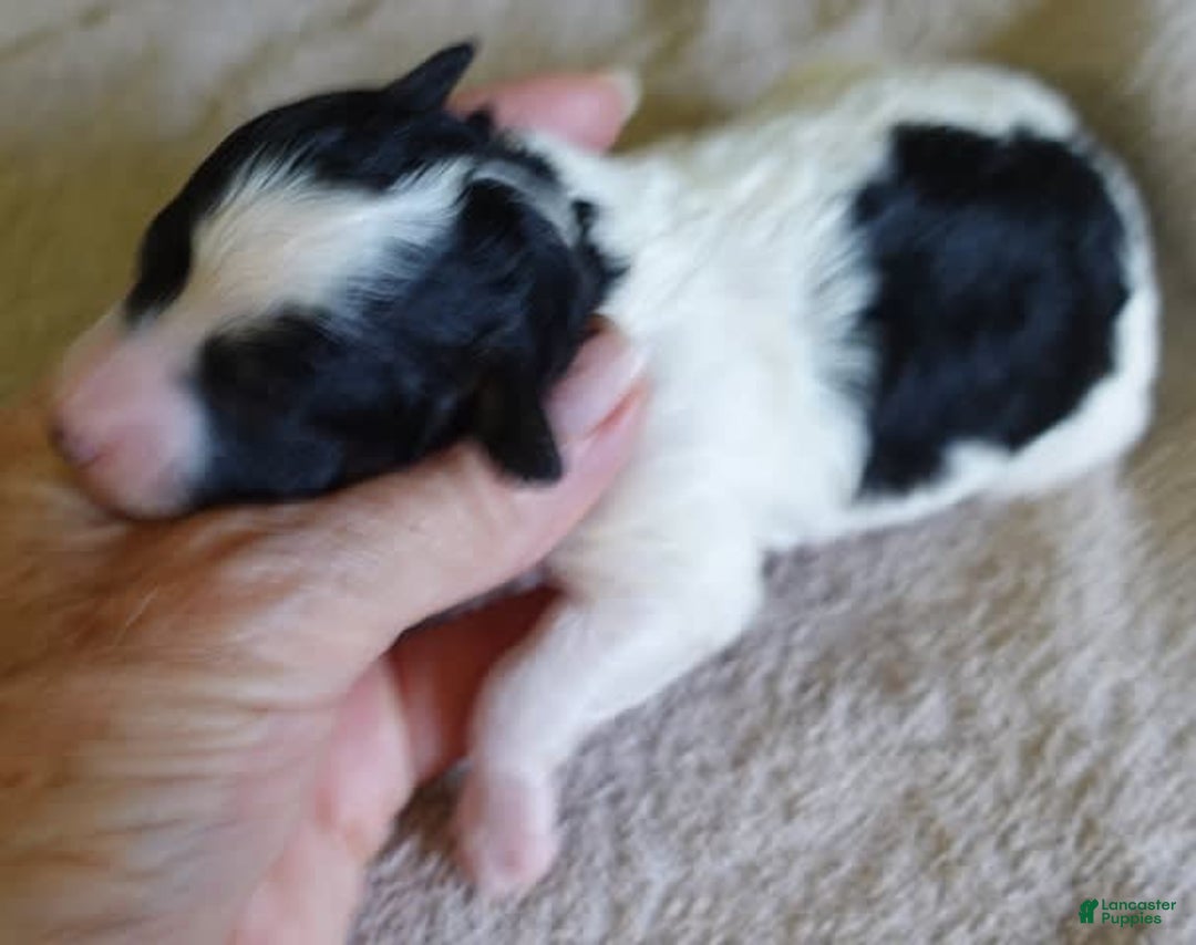Toy Poodle dogs for sale: Zara Parti Girl - Image 19