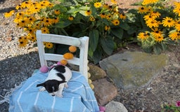 Chihuahua dogs for sale: Pepper - Image 7