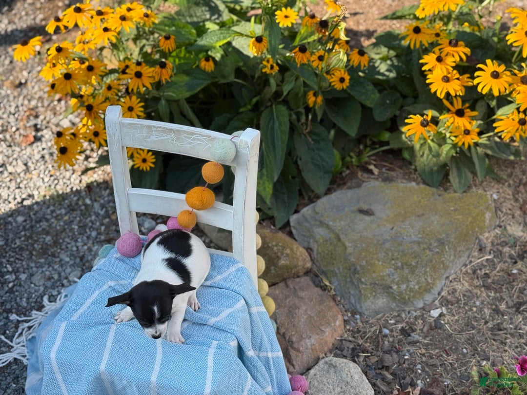 Chihuahua dogs for sale: Pepper - Image 7