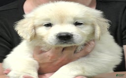 Golden Retriever dogs for sale: Gus - Image 2