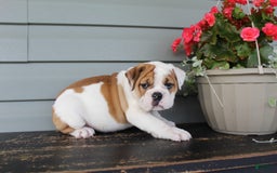 English Bulldog dogs for sale: Raspberry - Image 3