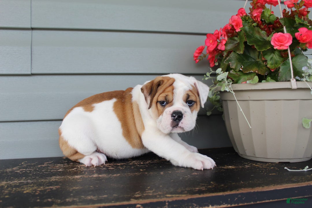 English Bulldog dogs for sale: Raspberry - Image 3