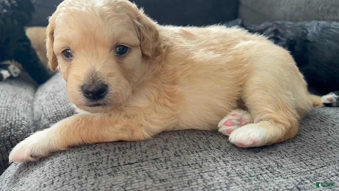 Aussiedoodle dogs for sale: Beau - Image 4