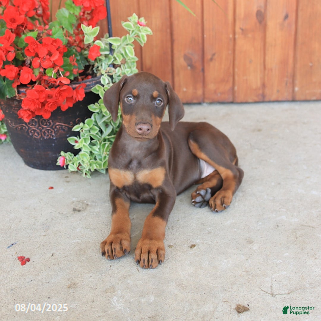 Doberman Pinscher dogs for sale: Diva - Image 2
