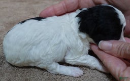 Toy Poodle dogs for sale: Zara Parti Girl - Image 12