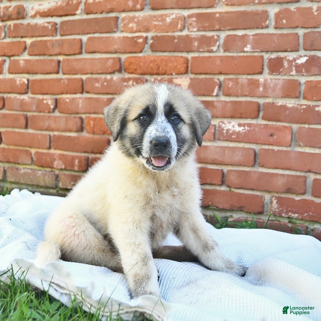 Anatolian Shepherd dogs for sale: Summer - Image 2
