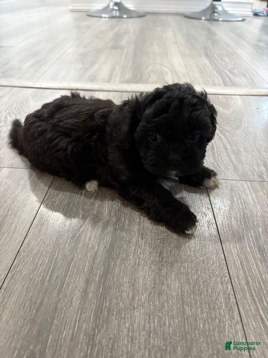Shih Tzu dogs for sale: Sofia - Image 1