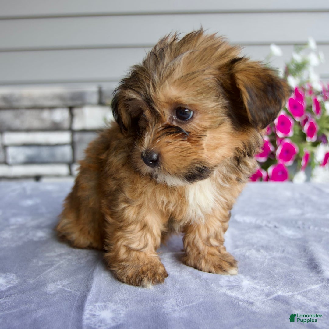 Shorkie dogs for sale: Everett - Image 3