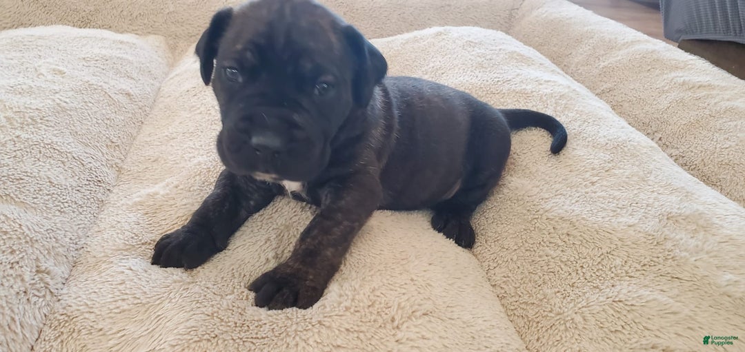 South African Boerboels dogs for sale: Biggie - Image 3