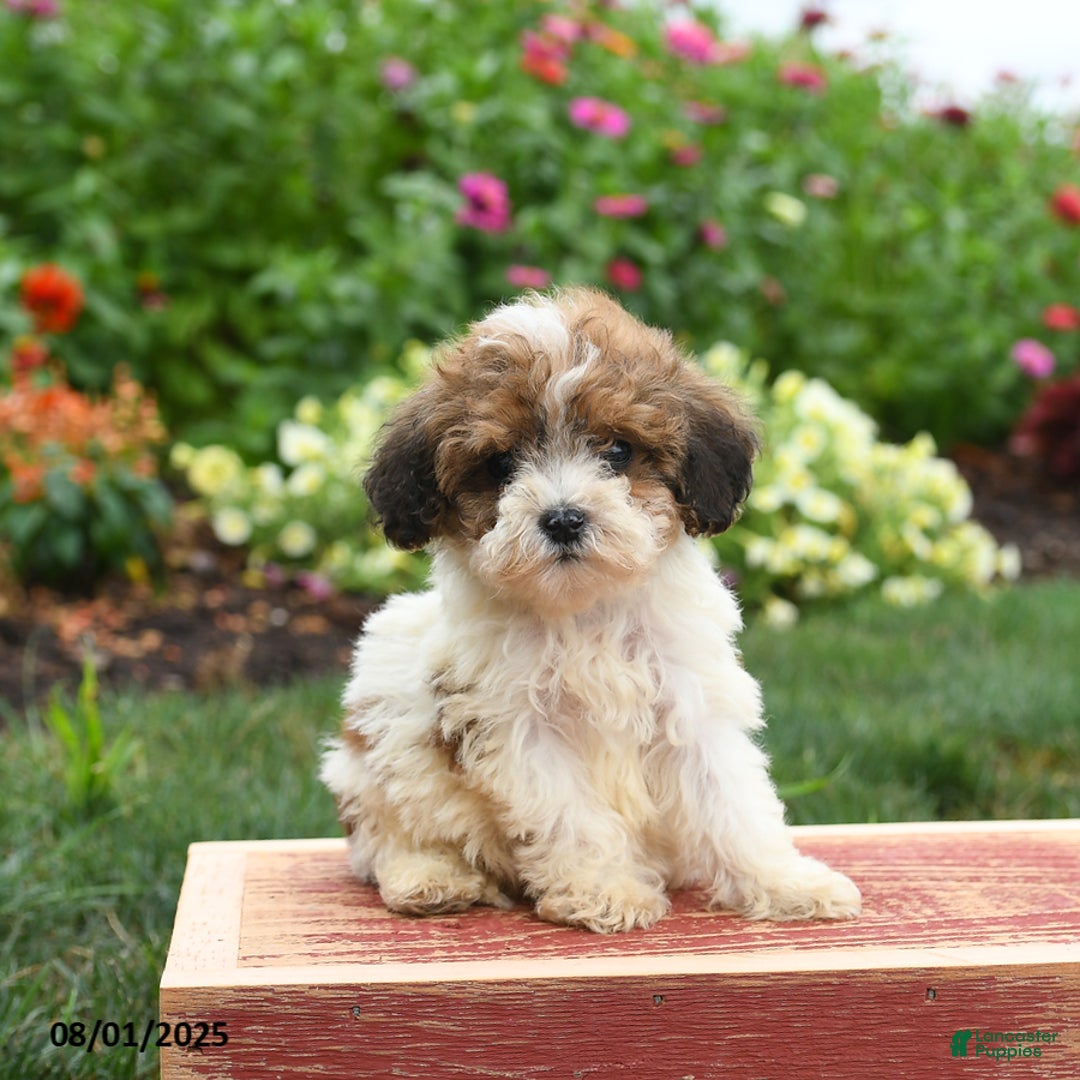 Miniature Poodle dogs for sale: Nugget - Image 1