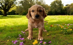Golden Retriever dogs for sale: Rufus - Image 18