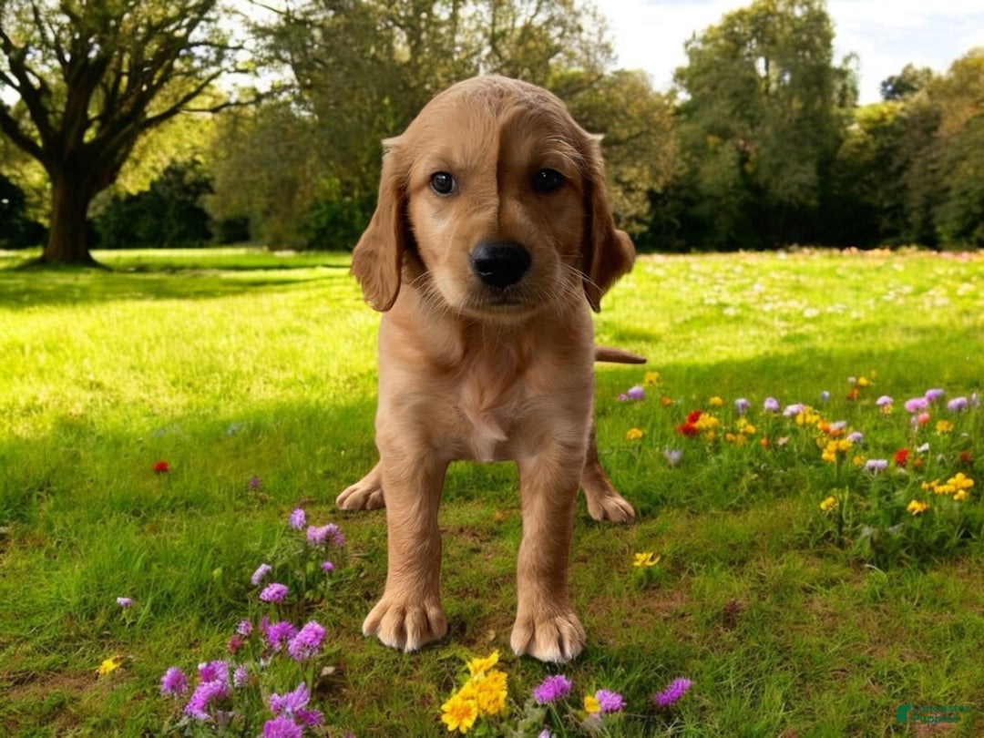 Golden Retriever dogs for sale: Rufus - Image 18