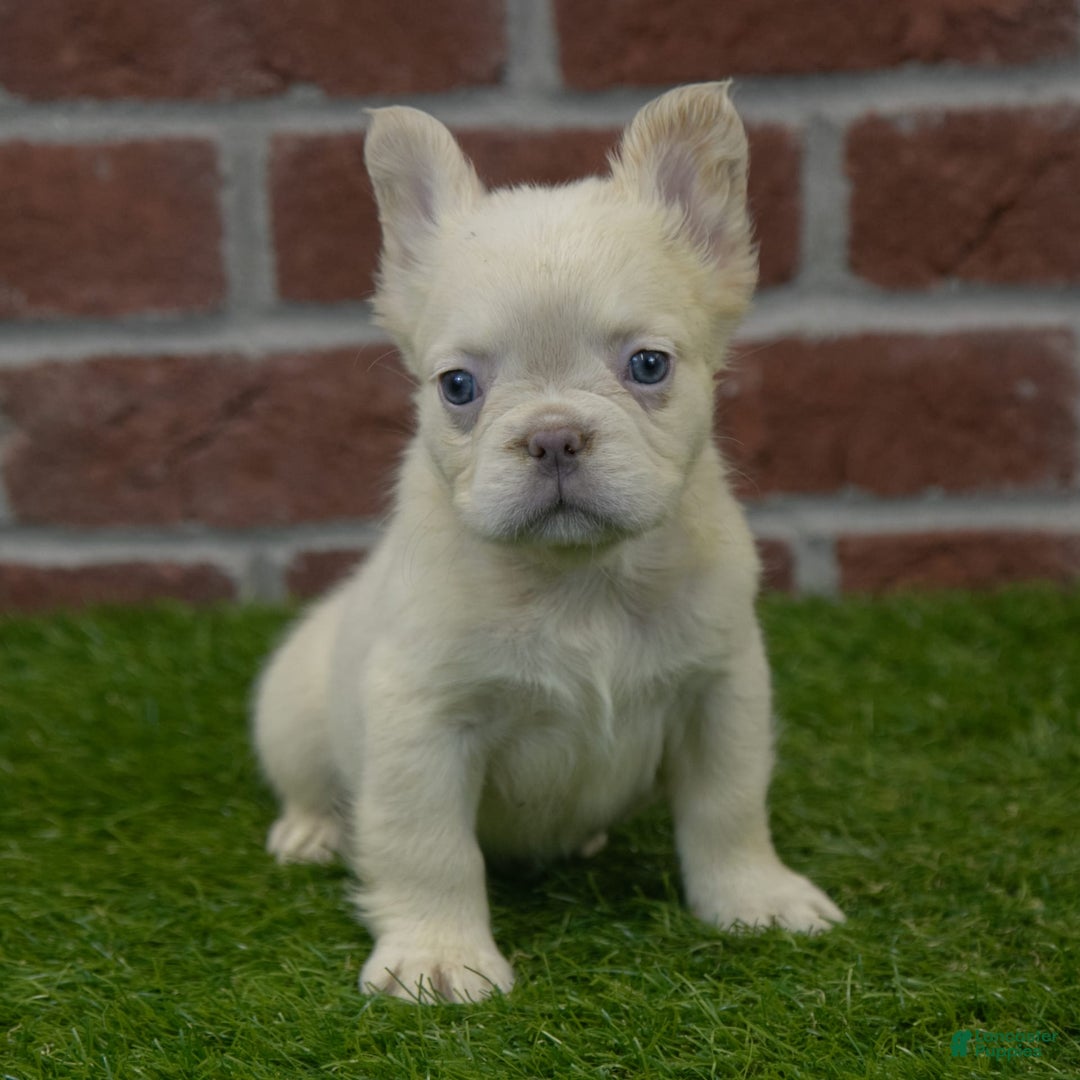 French Bulldog dogs for sale: Abby - Image 9
