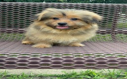 Yorkshire Terrier dogs for sale: Berry - Image 9