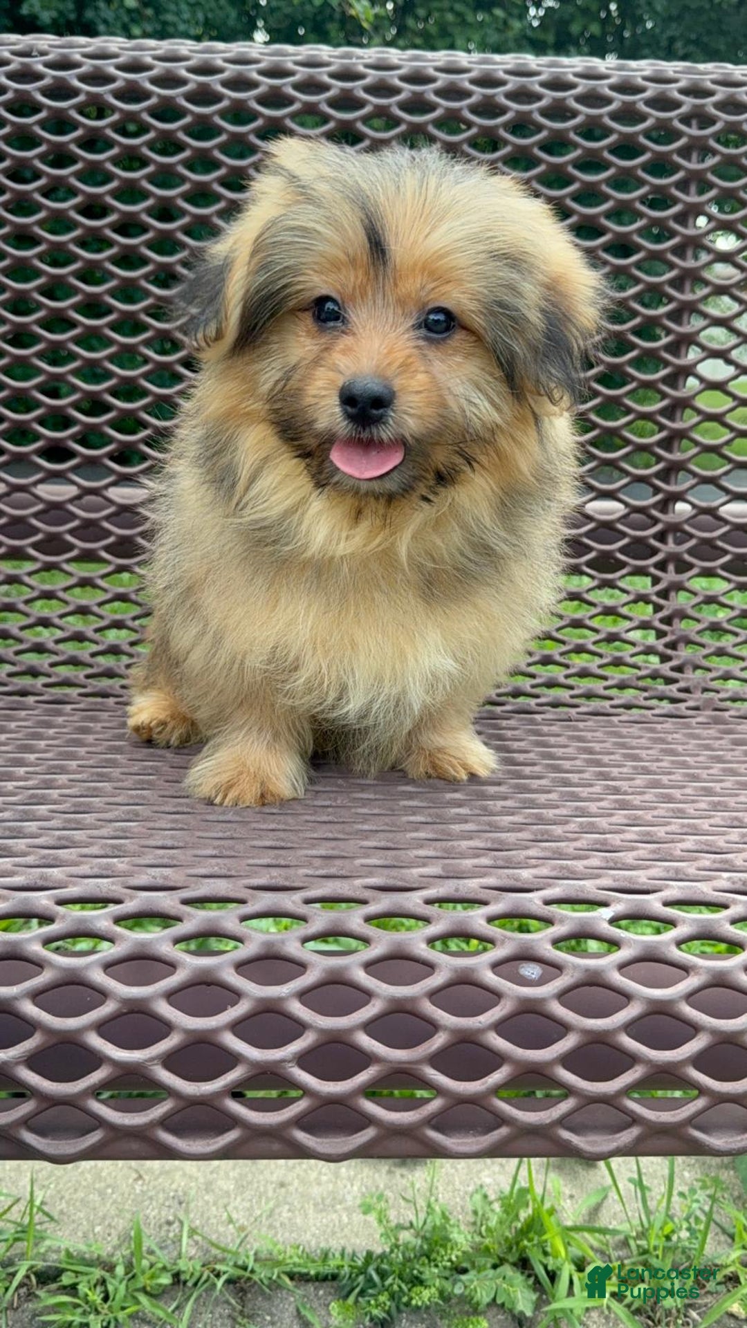 Yorkshire Terrier dogs for sale: Berry - Image 9