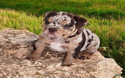 English Bulldog dogs for sale: Stoney - Image 4