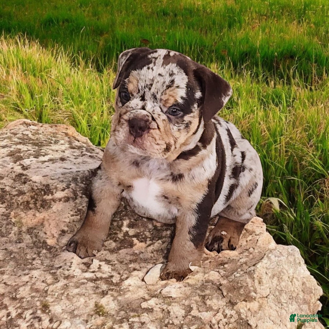 English Bulldog dogs for sale: Stoney - Image 4