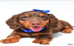 Miniature Dachshund dogs for sale: Lucky - Image 7