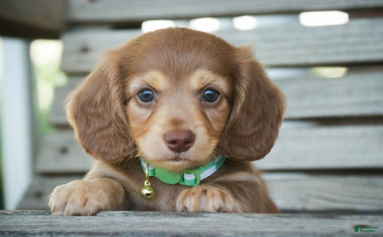 Miniature Dachshund dogs for sale - Ad 2