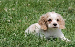 Cocker Spaniel dogs for sale: Jeremy - Image 3