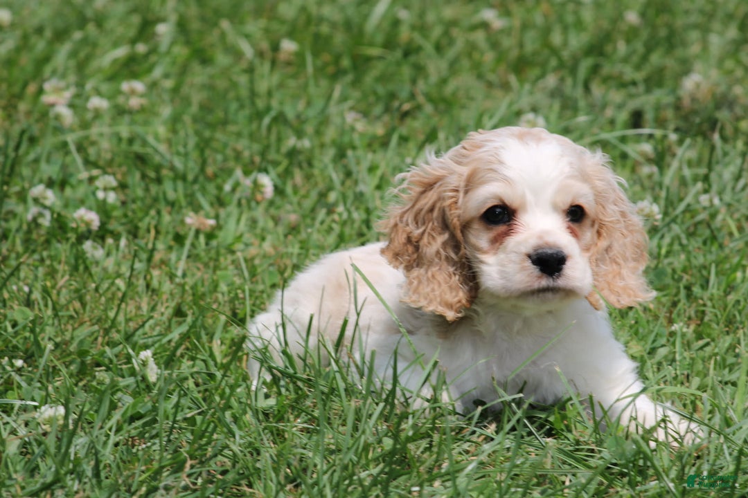 Cocker Spaniel dogs for sale: Jeremy - Image 3