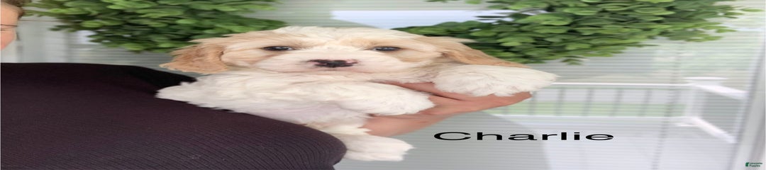 Charlie