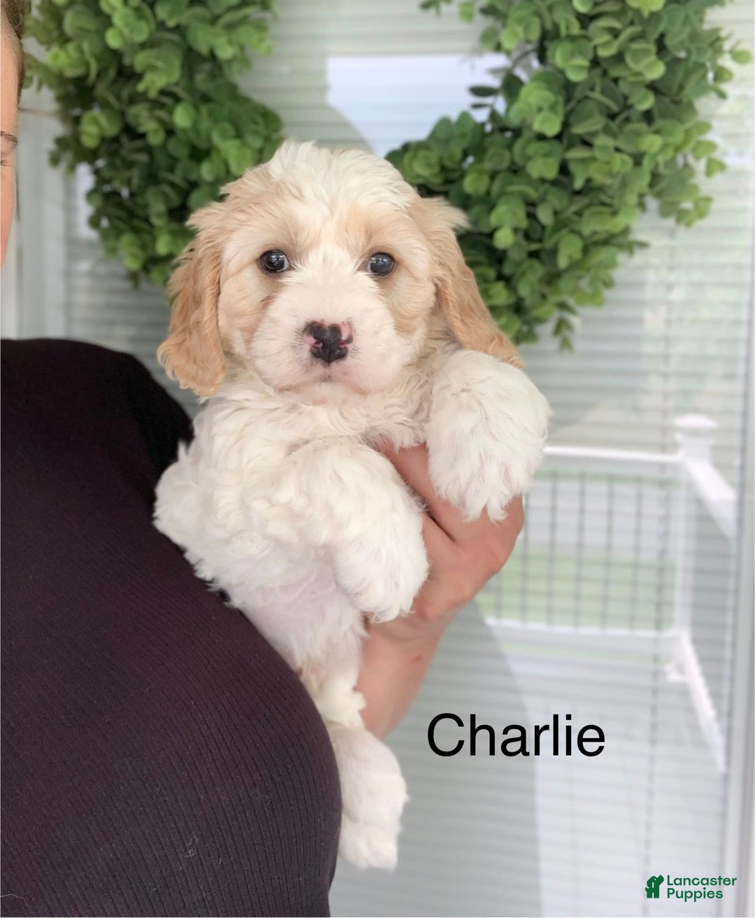 Cavachon dogs for sale: Charlie - Image 9