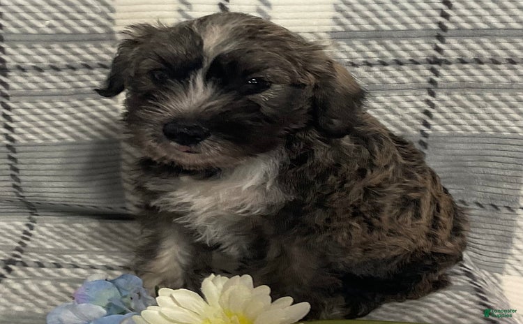 Miniature Schnauzer dogs for sale - Ad 4