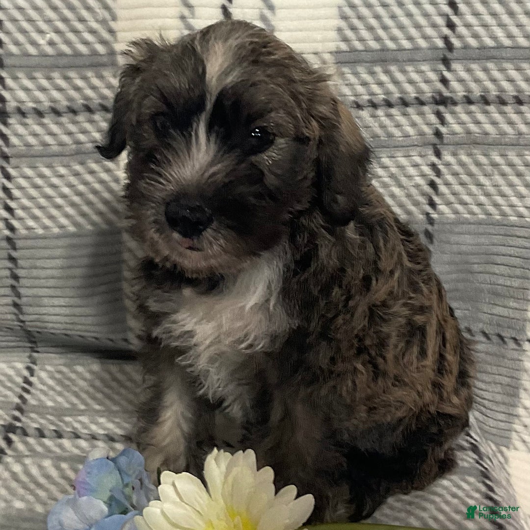 Miniature Schnauzer dogs for sale: Jasper - Image 3