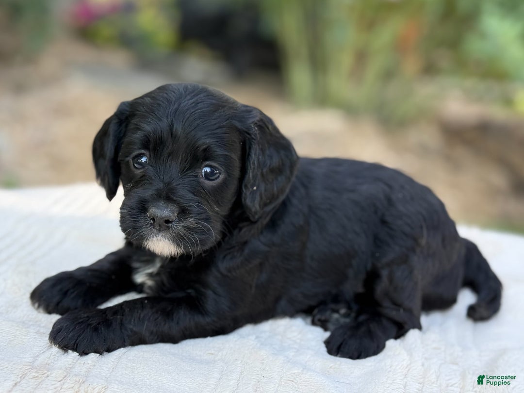 Cavapoo dogs for sale: Lucy - Image 6