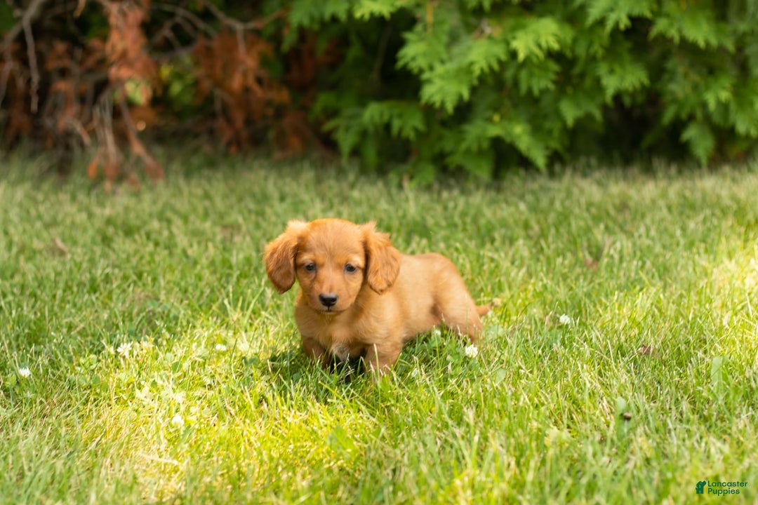 Miniature Dachshund dogs for sale: Millie - Image 9
