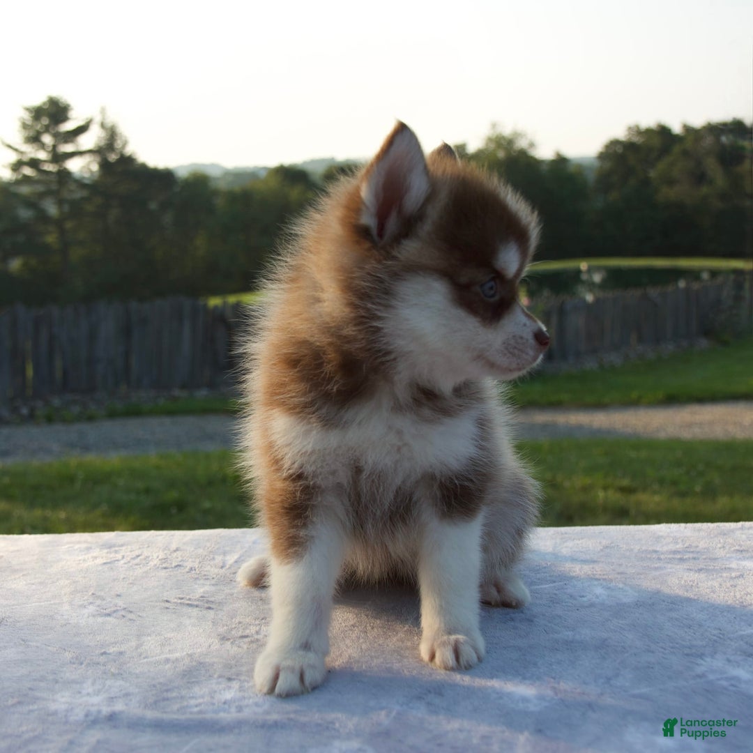 Pomsky dogs for sale: Misha - Image 3