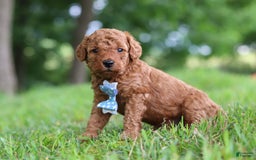 Goldendoodle dogs for sale: Hawk - Image 6