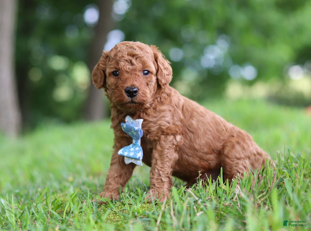 Goldendoodle dogs for sale: Hawk - Image 6