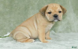 English Bulldog dogs for sale: Brody - Image 2