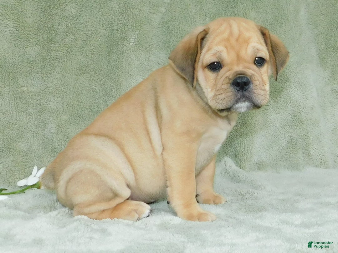 English Bulldog dogs for sale: Brody - Image 2