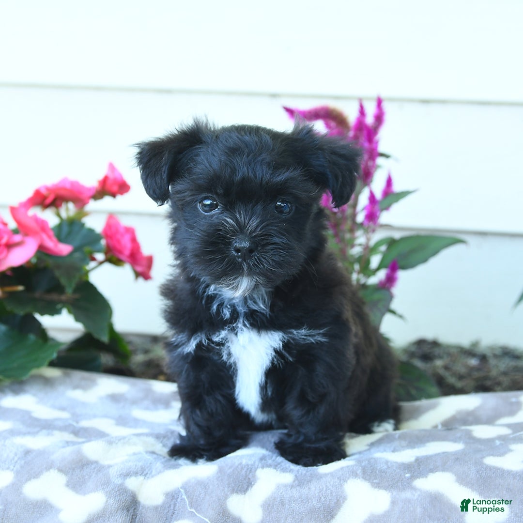 Shorkie dogs for sale: Charles - Image 9