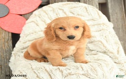 Mini Goldendoodle dogs for sale: Mac - Image 2