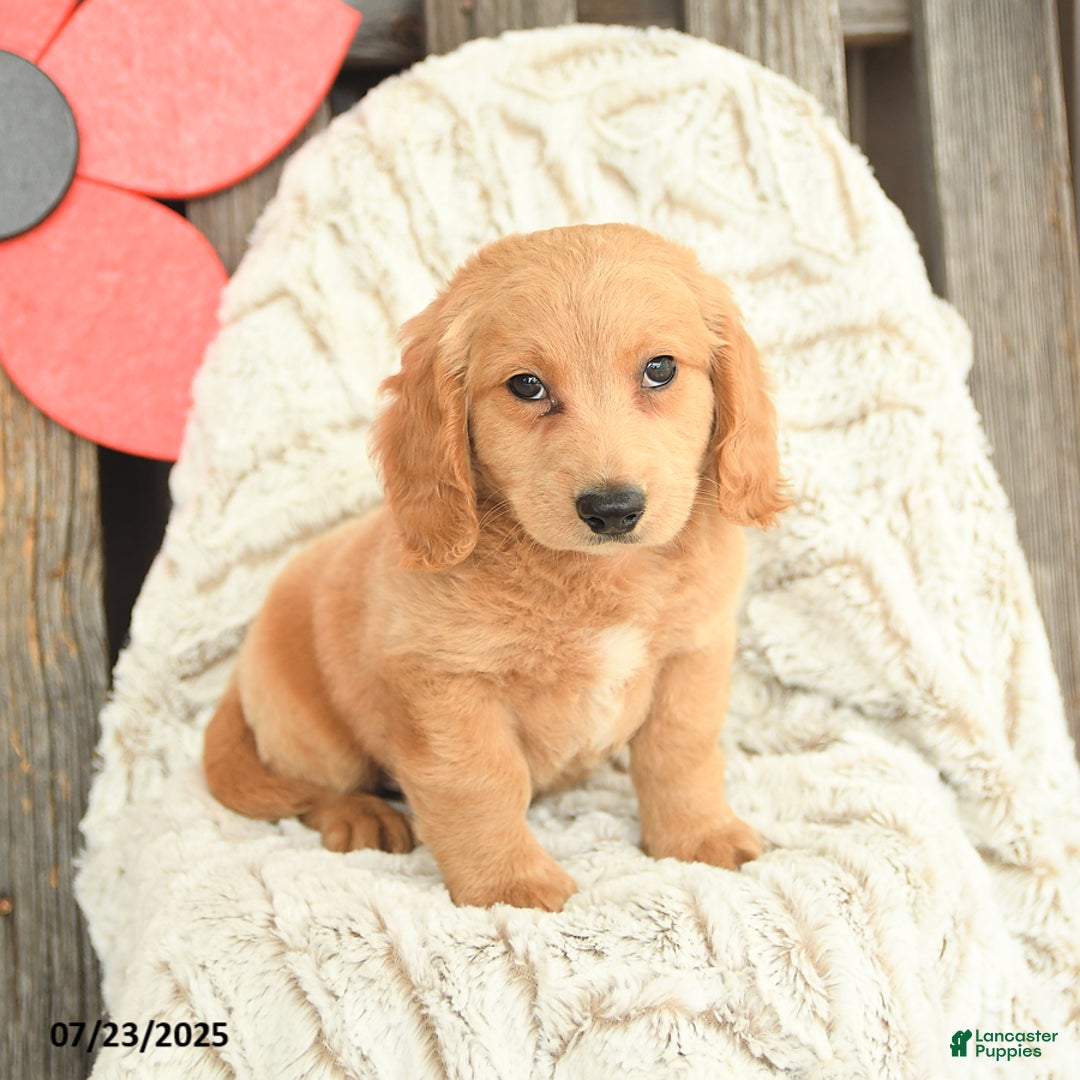 Mini Goldendoodle dogs for sale: Mac - Image 2
