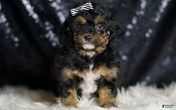 Mini Goldendoodle dogs for sale: Beau - Image 3