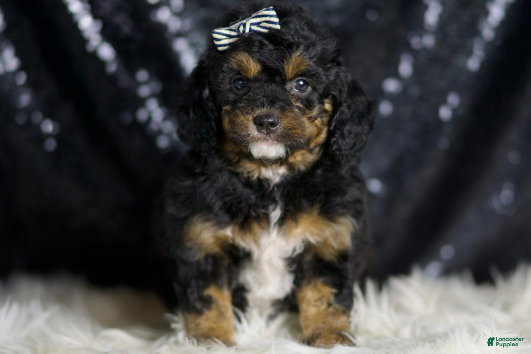 Mini Goldendoodle dogs for sale: Beau - Image 3
