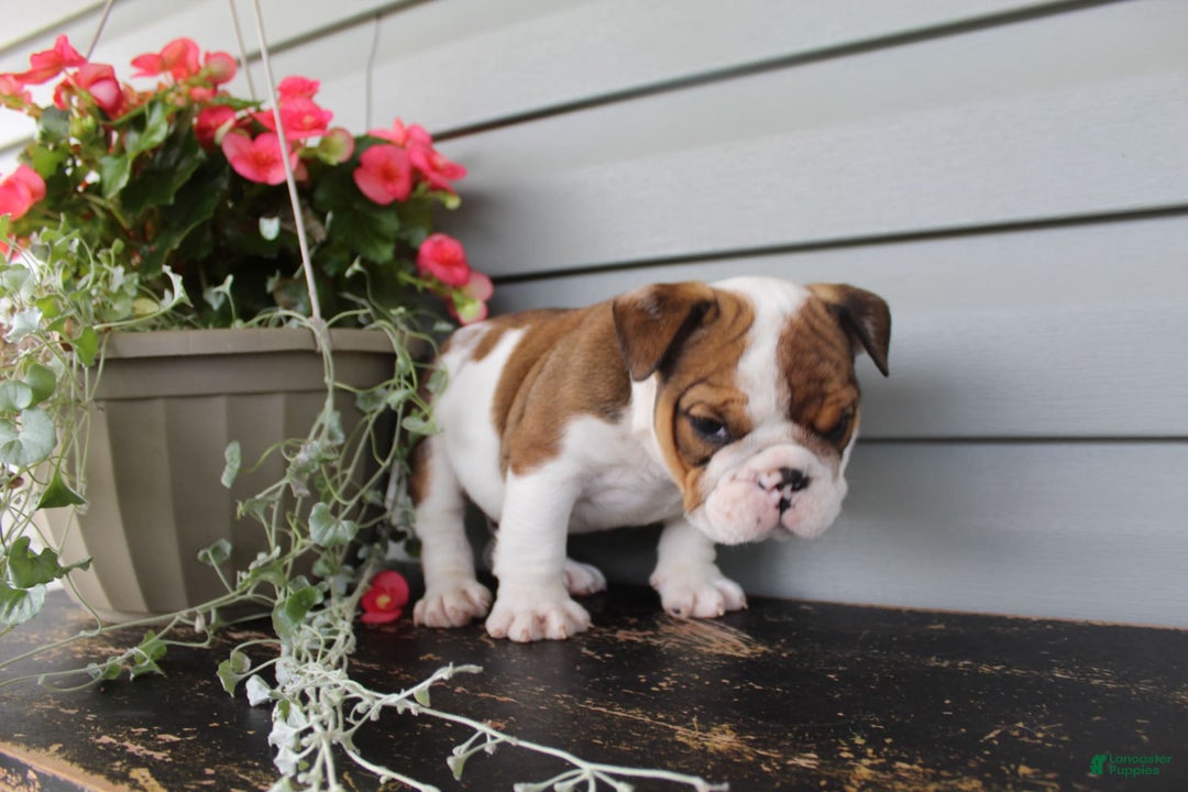 English Bulldog dogs for sale: Raisin - Image 11