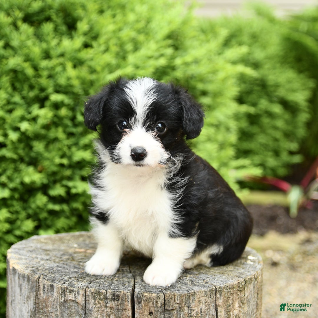 Corgipoo dogs for sale: Jack - Image 1