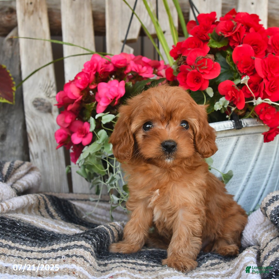 Cavapoo dogs for sale: Duke - Image 1