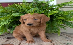 Goldendoodle dogs for sale: Flip - Image 38